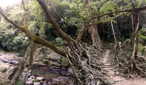 樹(shù)根橋